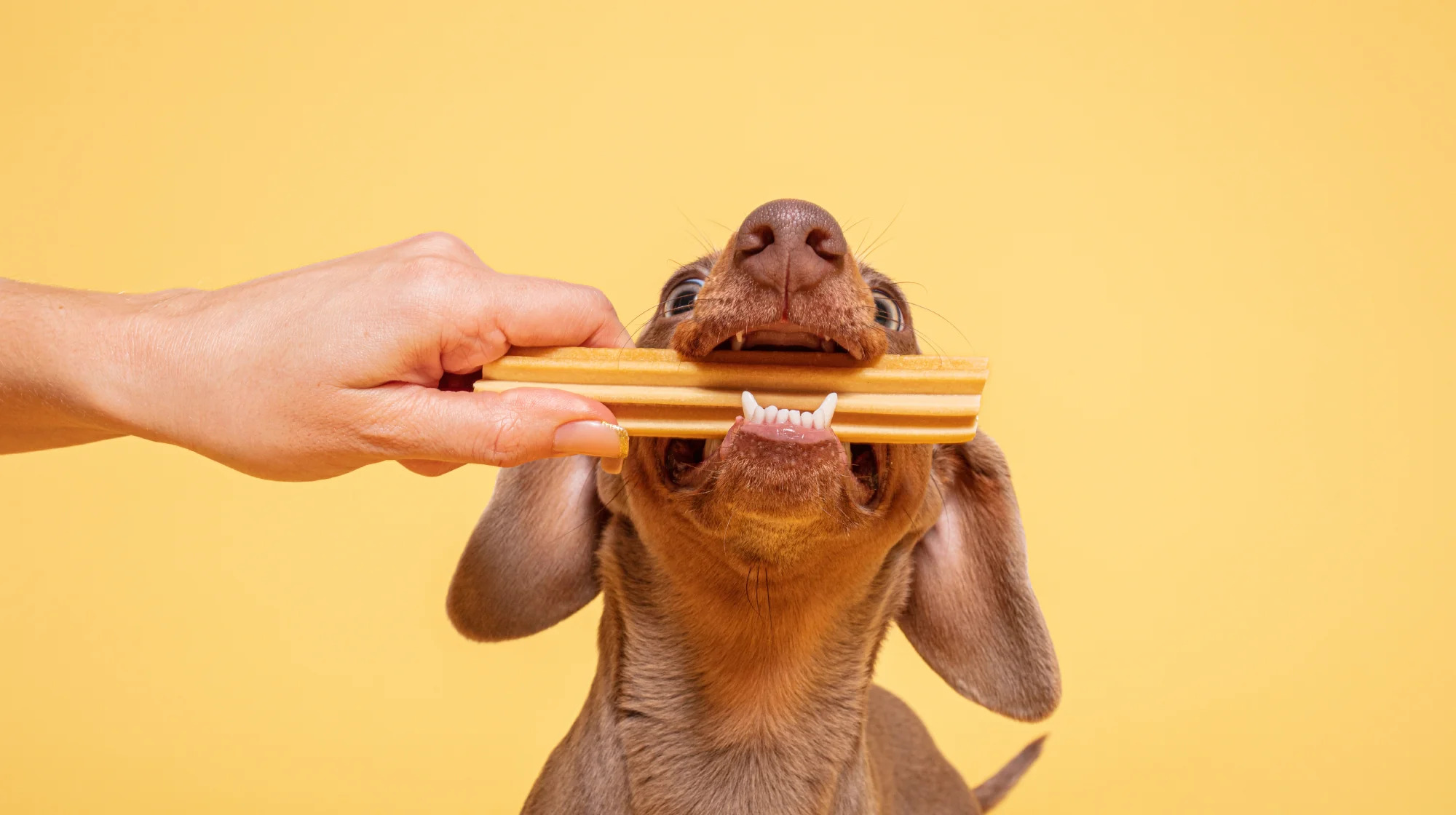 What’s The Best Diet For A Dog With Dental Problems?