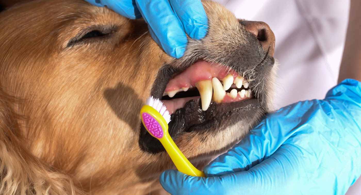 When Does My Dog Need Dental Cleaning?