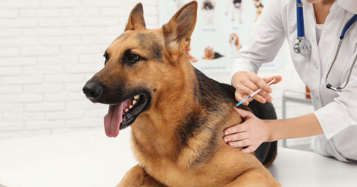 Where To Go For Dog Vaccination