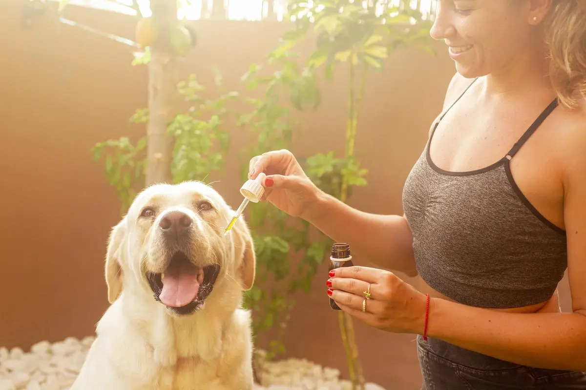 Which Essential Oil Can I Use For My Dog’s Allergies?