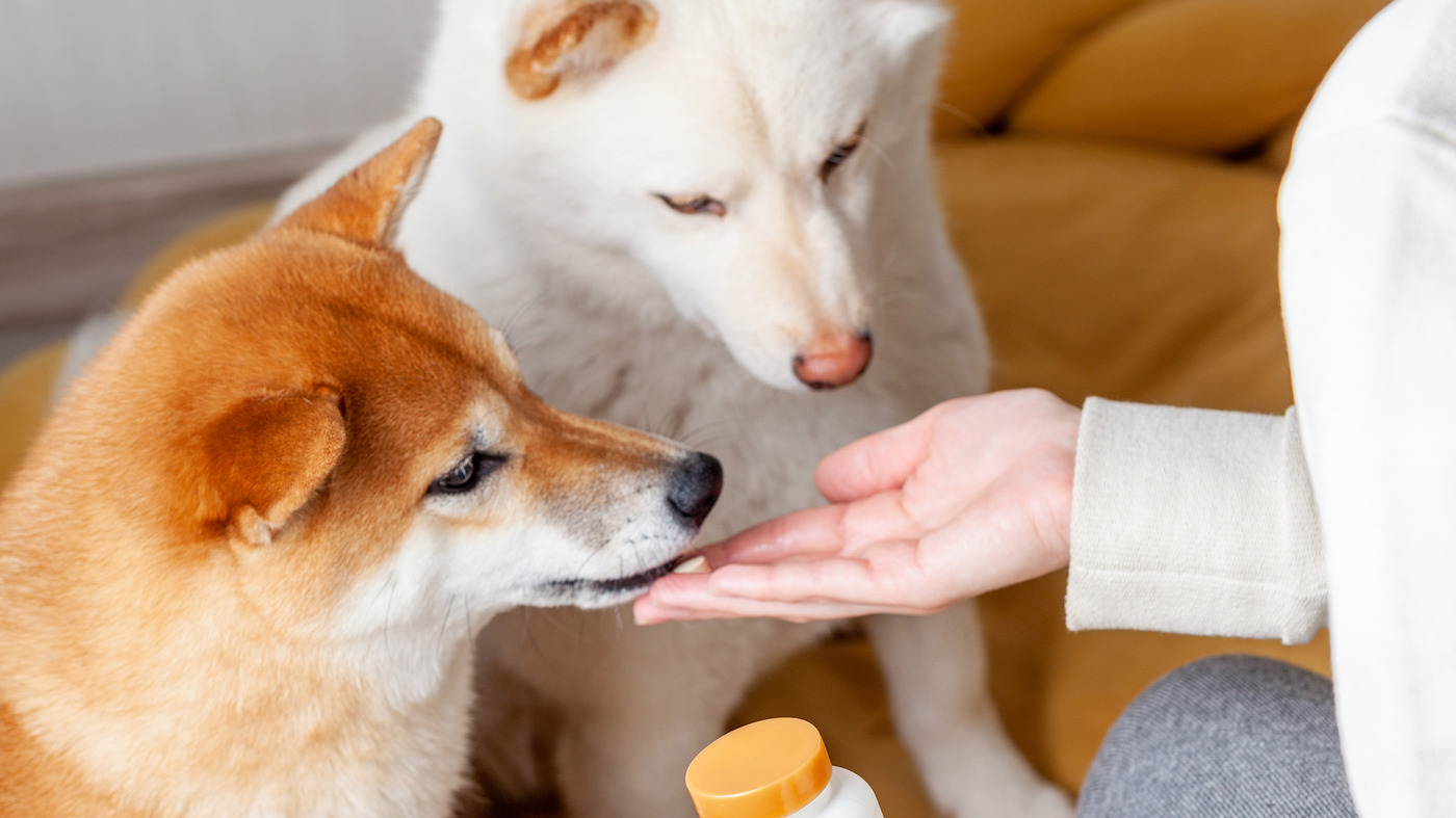 Which Probiotics Will Help A Dog's Allergies