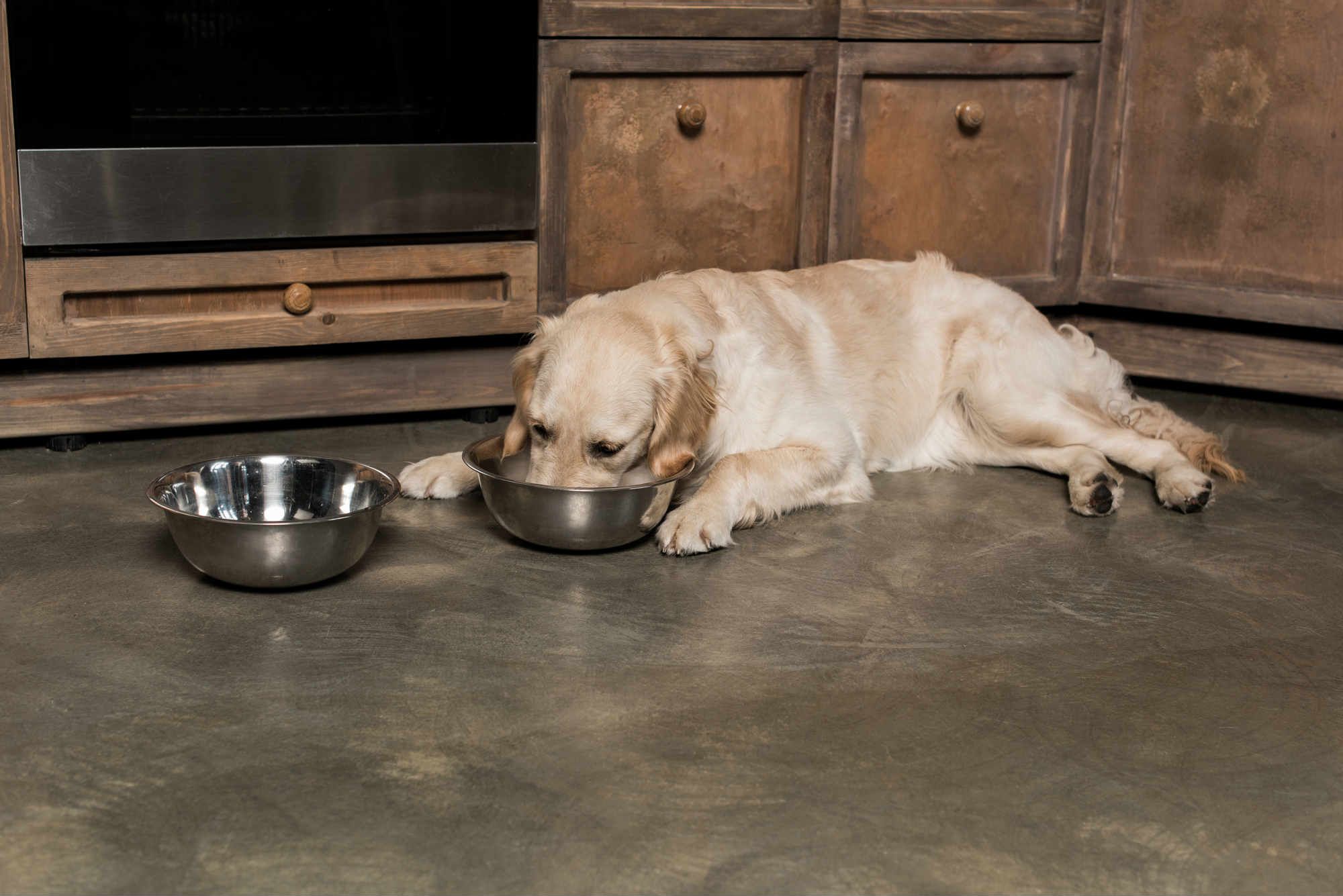Which Science Diet Dog Food Is Recalled?