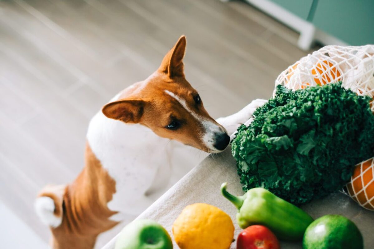 Which Vegetable Should I Start Off With In My Dog's Diet