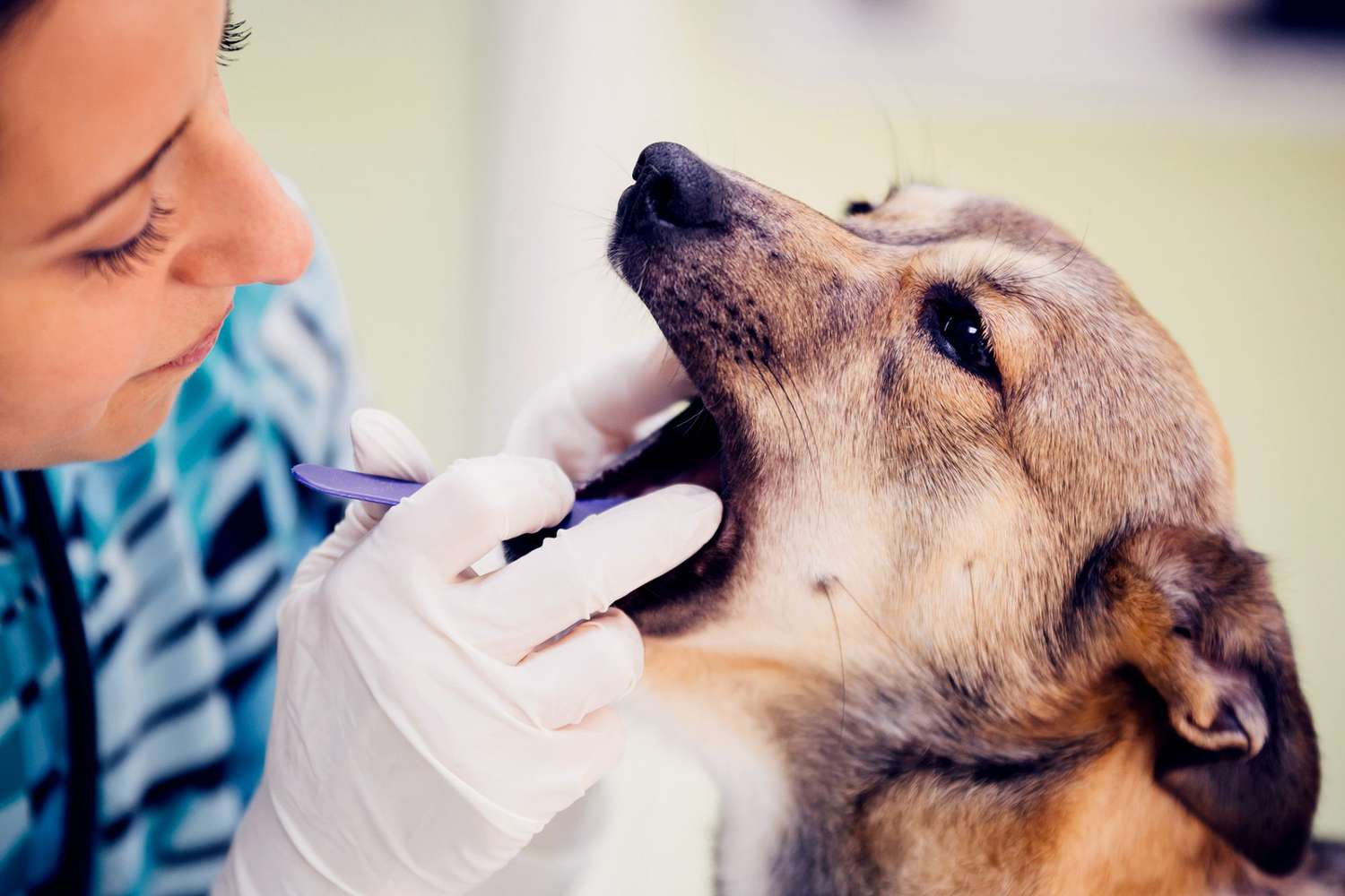 Who Performs Dental Prophylaxis In Dogs