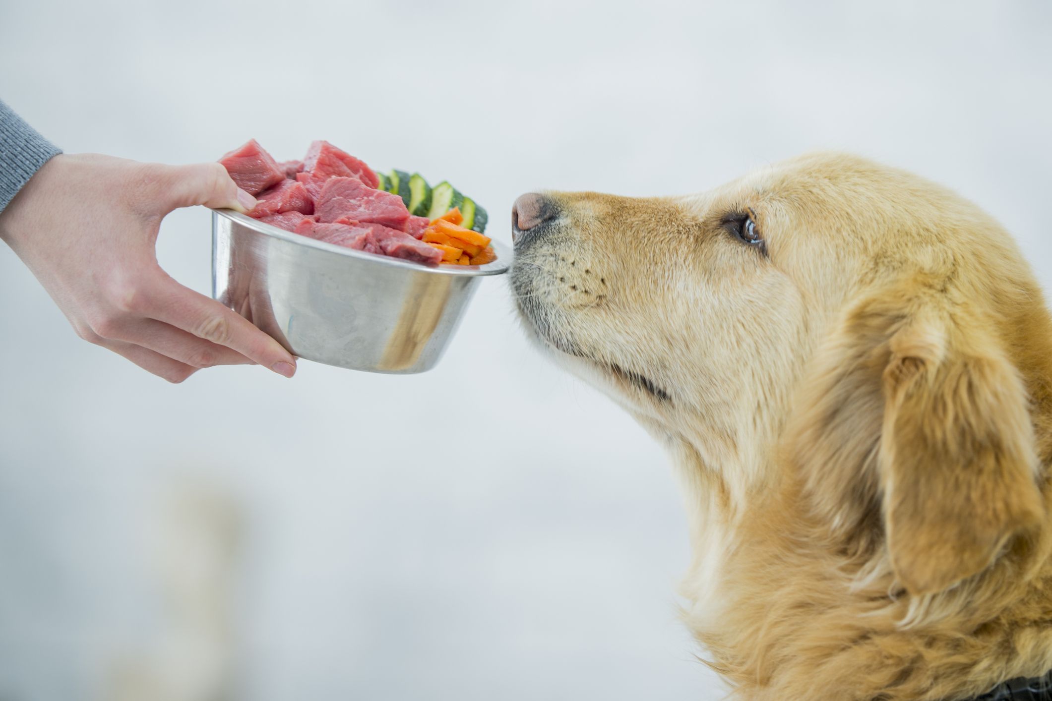 Why A Raw Diet Is Bad For Dogs