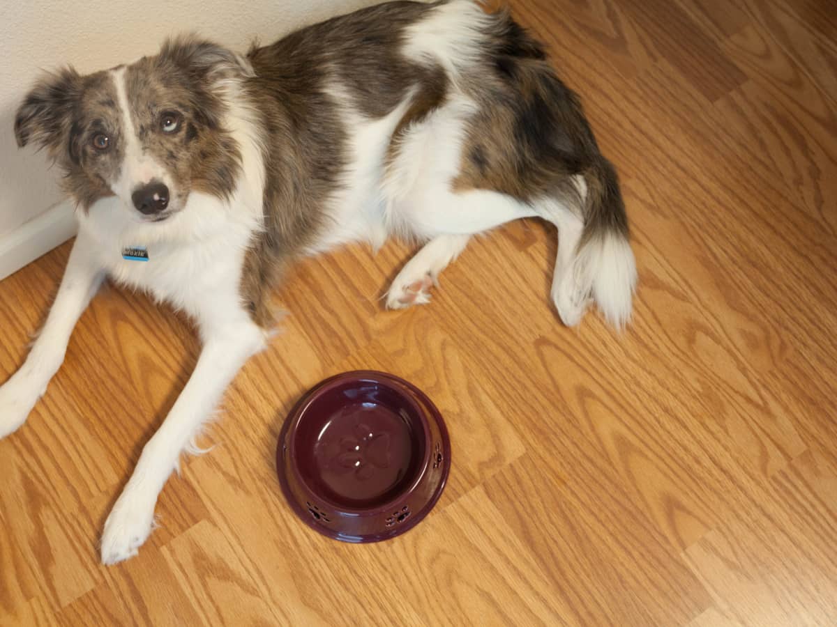 Why Can’t A Dog With Diabetes Eat And Vomit?