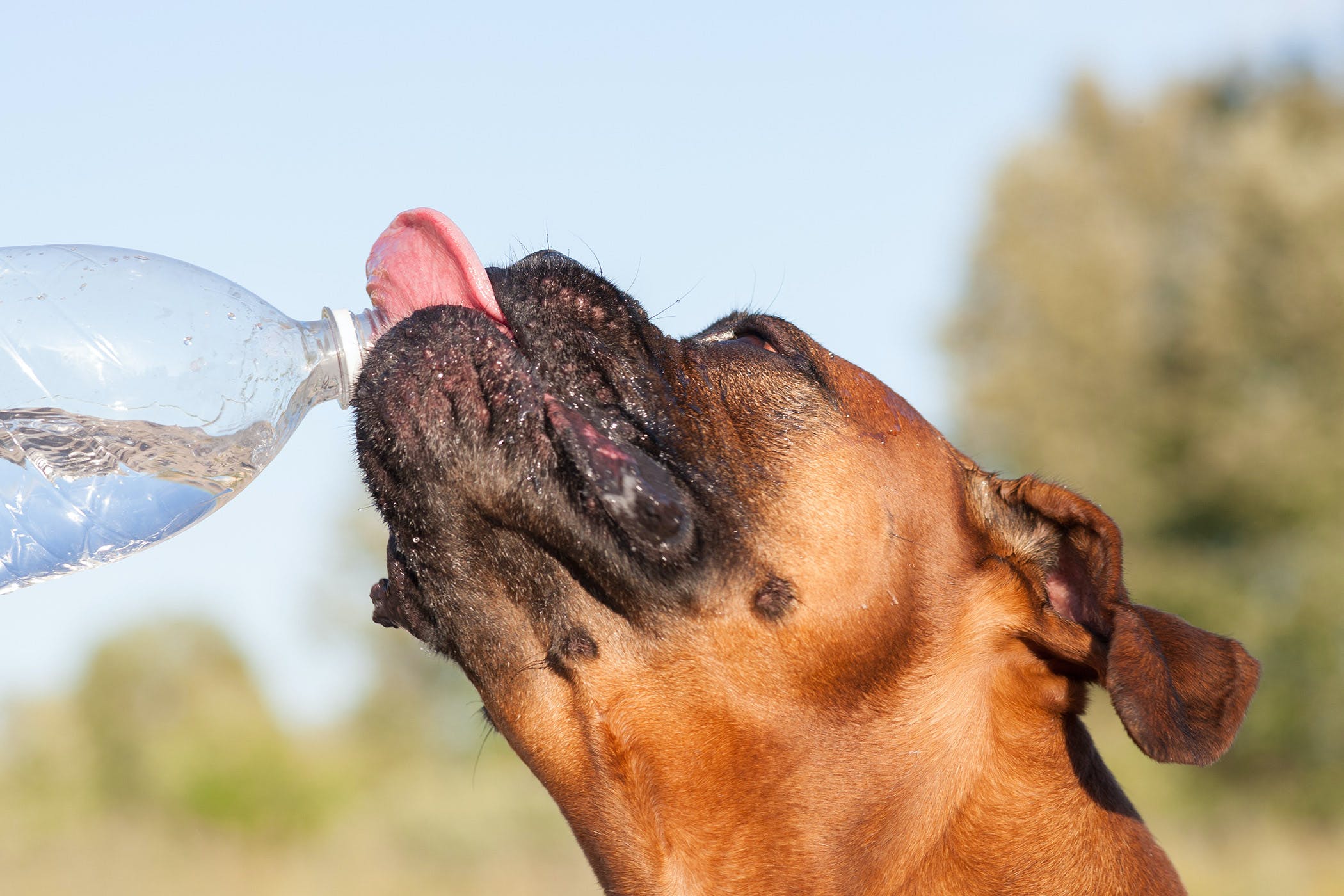 Why Do Diabetic Dogs Drink So Much Water