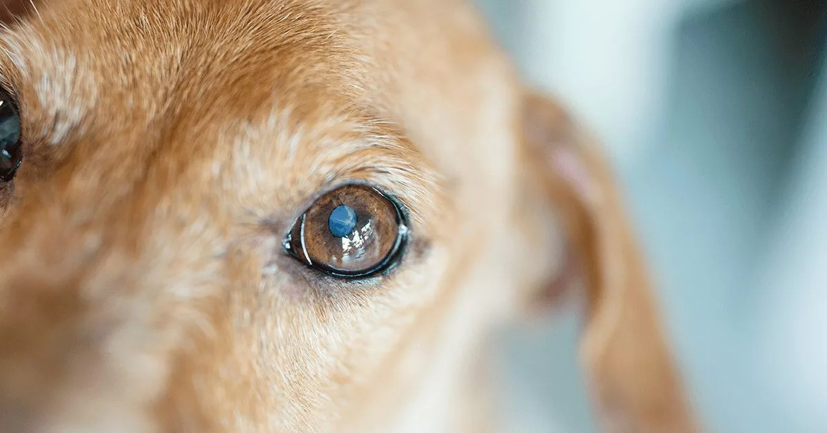 Why Do Dogs With Diabetes Get Cataracts