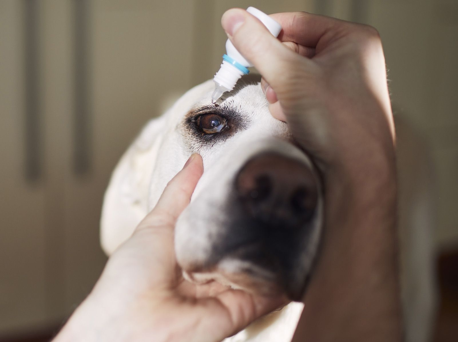 Applying Genteal Eye Gel To Dogs - How Long Do I Wait To Then Put Eye Drops?