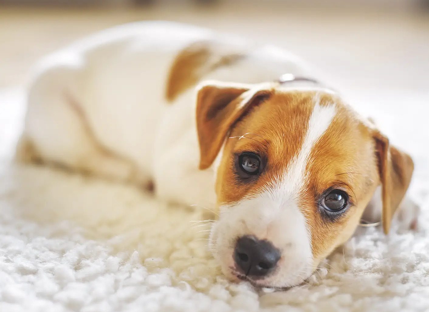 Cryptosporidium Parasite In Dogs: How To Cure