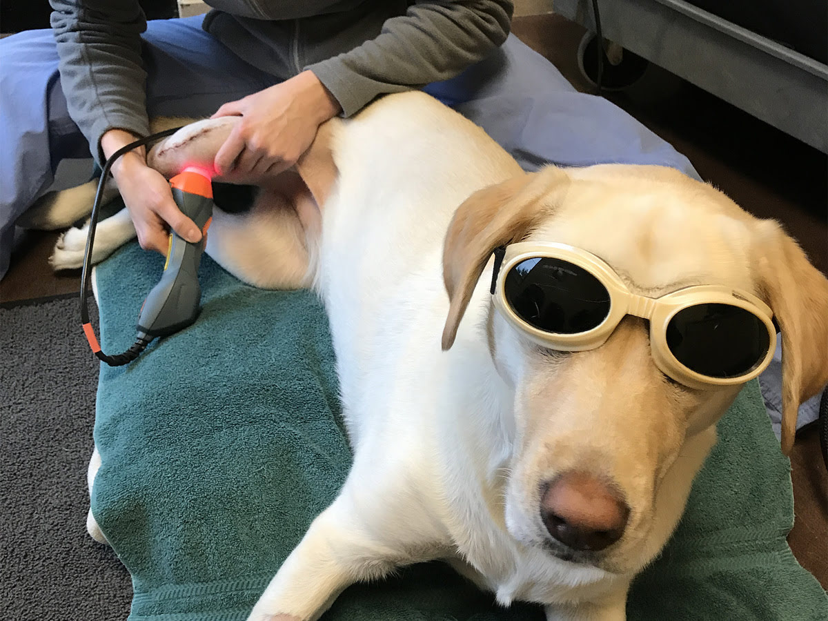 Difference Between Shockwave And Laser Therapy For Dogs With Arthritis