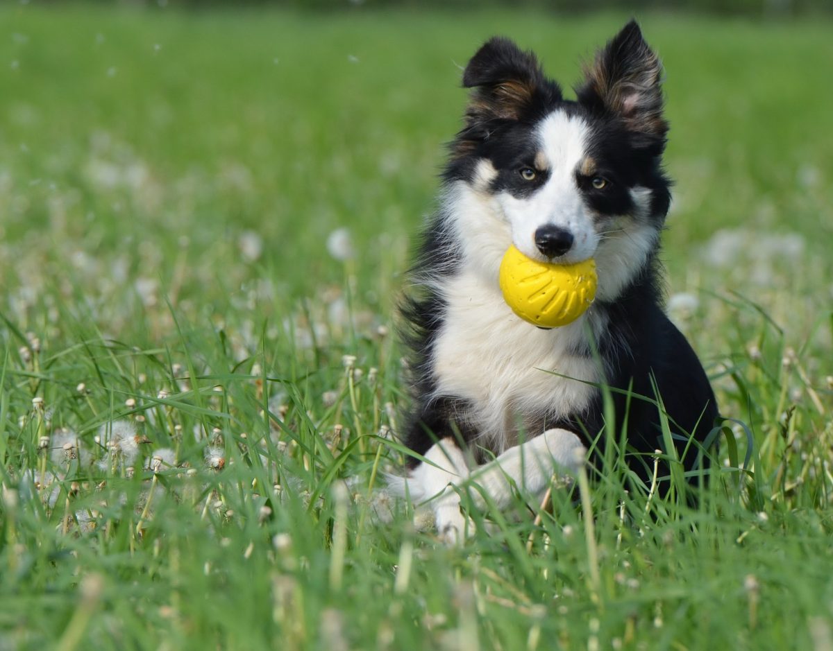 Exercises For Dogs With Arthritis