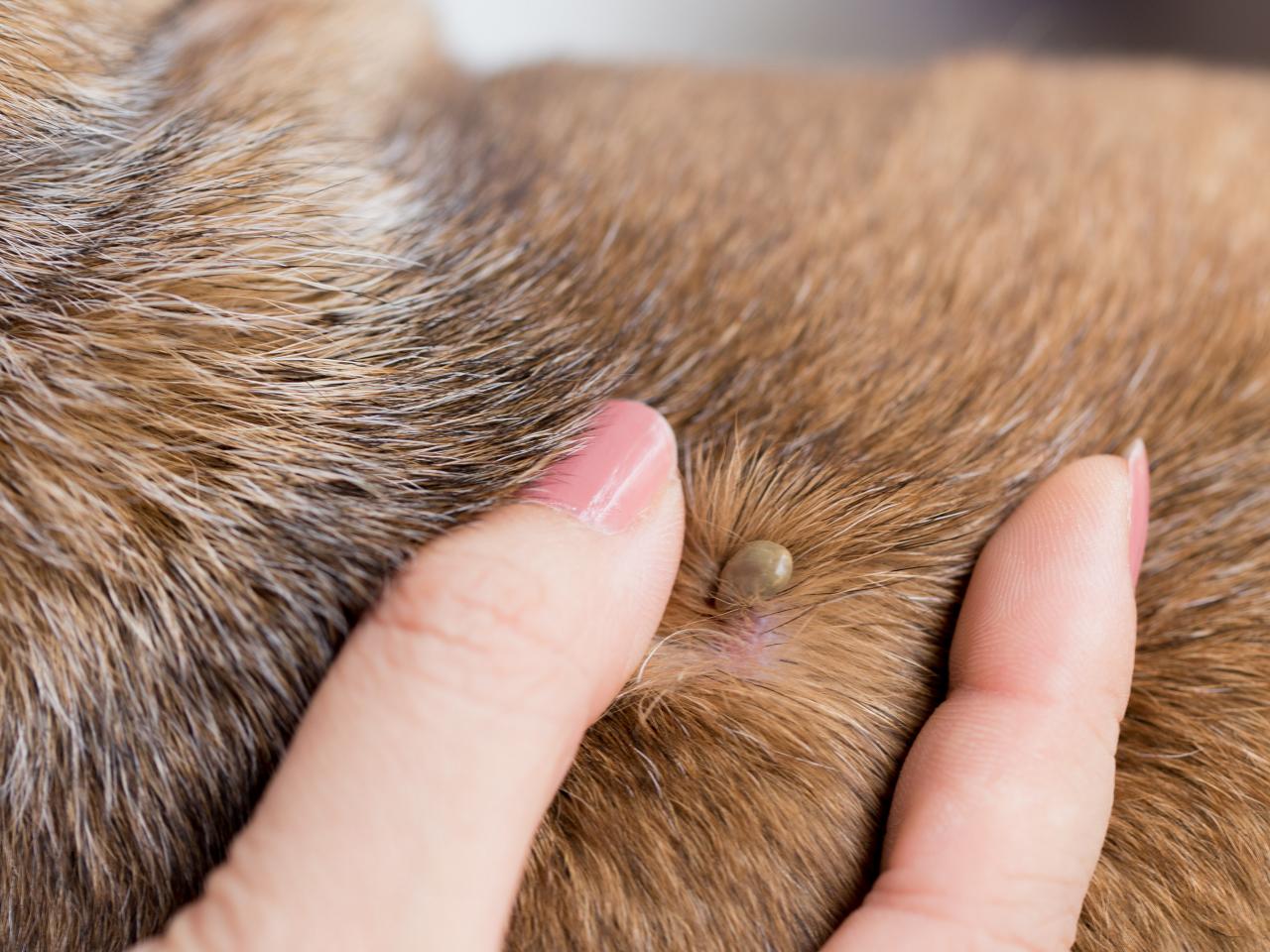How Can You Tell A Tick From A Mole On A Dog