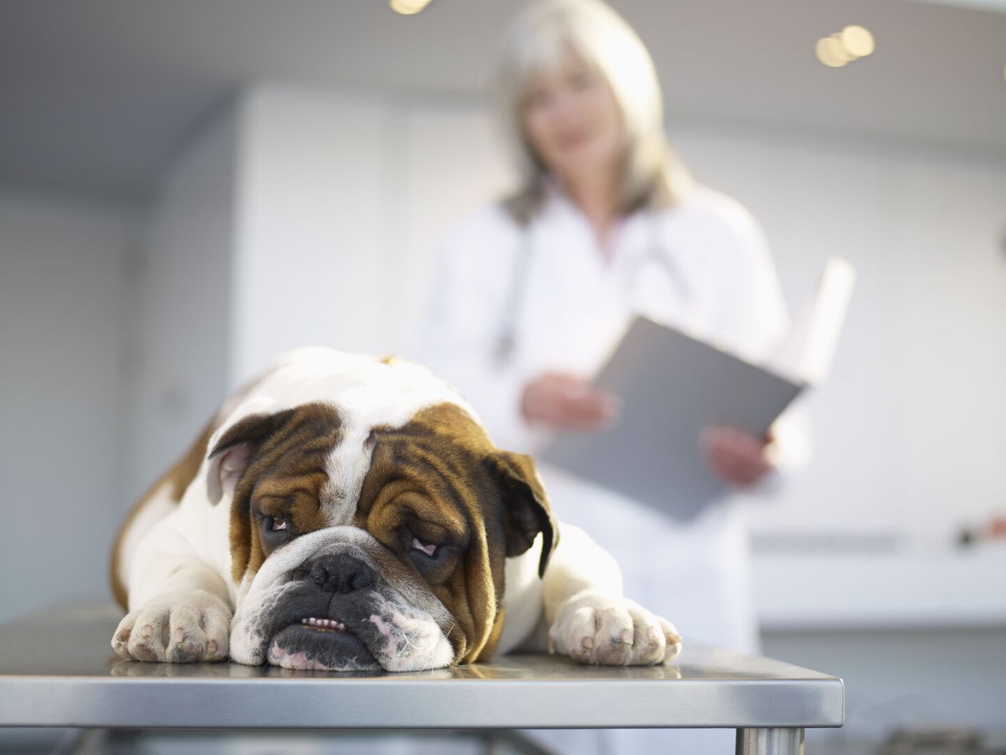 How Do Dogs Get Bladder Cancer