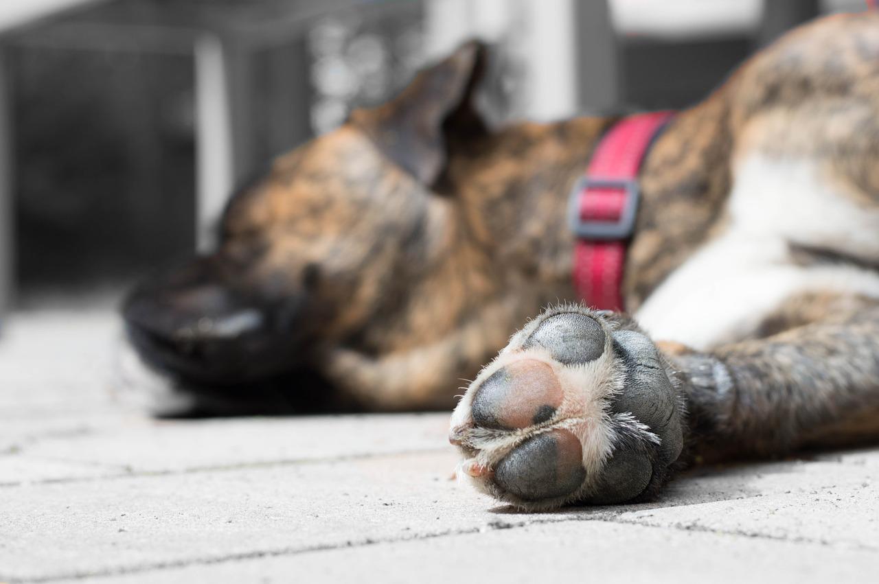 How Do Dogs Get Septic Arthritis