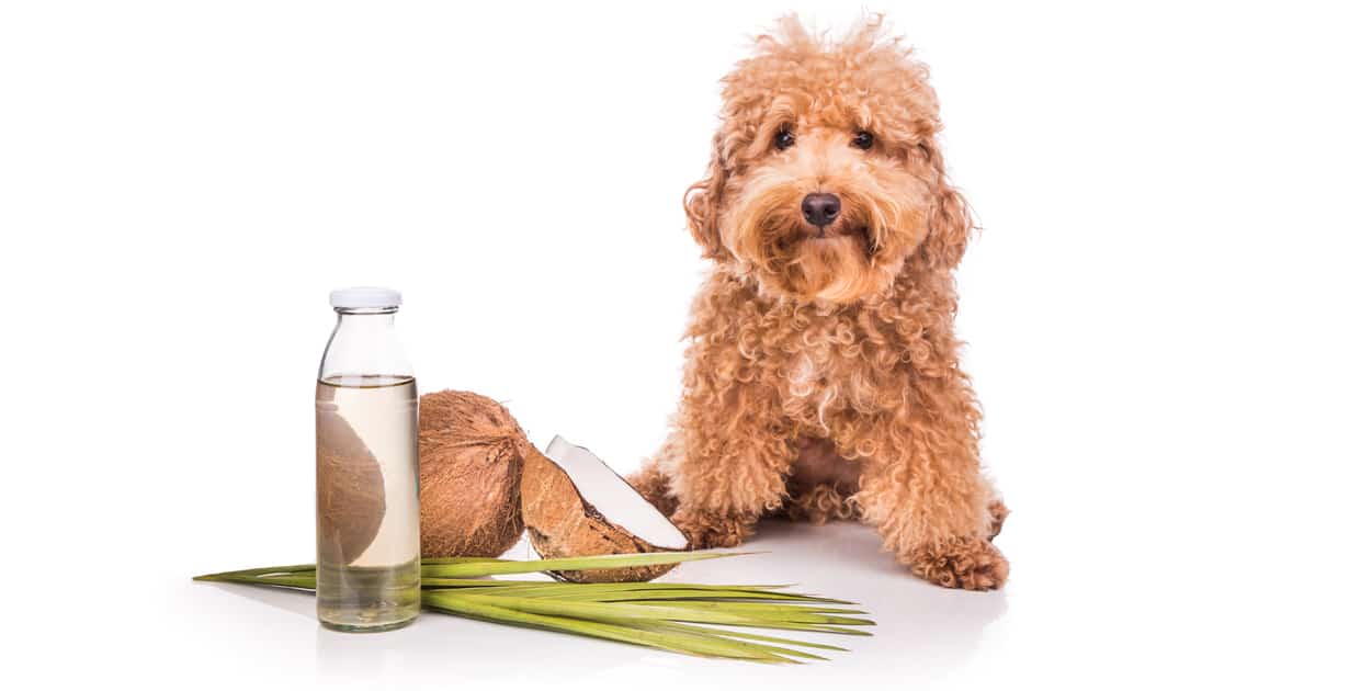 How Do I Use Coconut Oil To Treat My Dog For Fleas