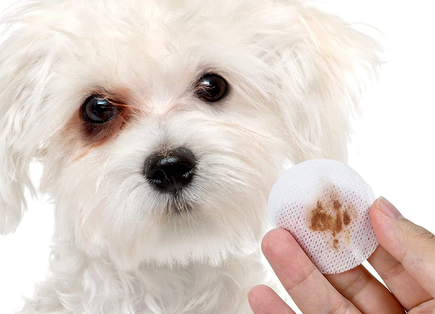 How Do You Get Rid Of Dog Eye Stains