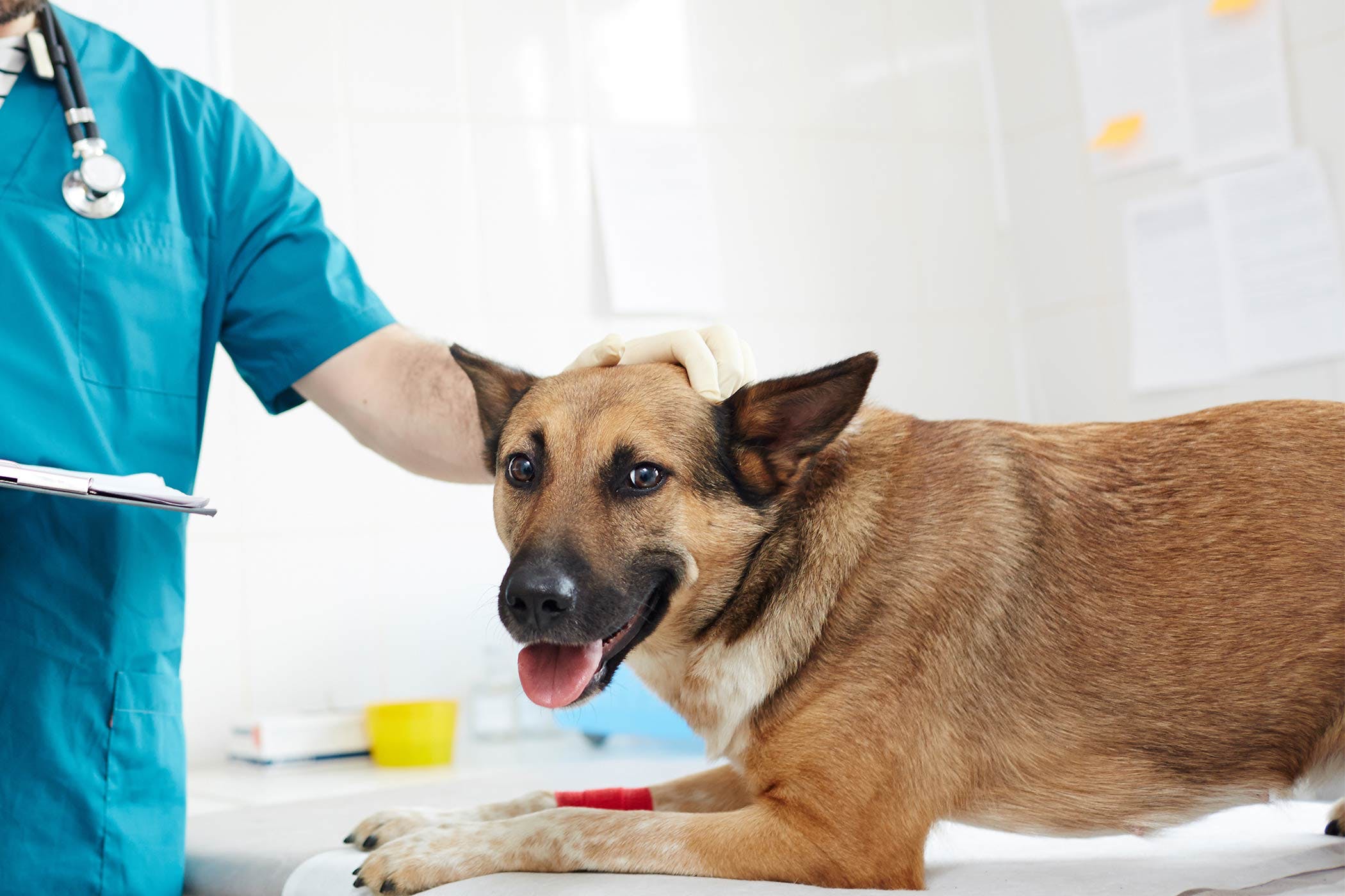 How Do You Know If Your Dog Has A Parasite?
