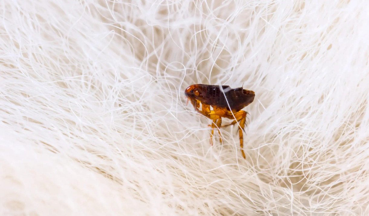 How Fast Can Fleas Infest Dogs