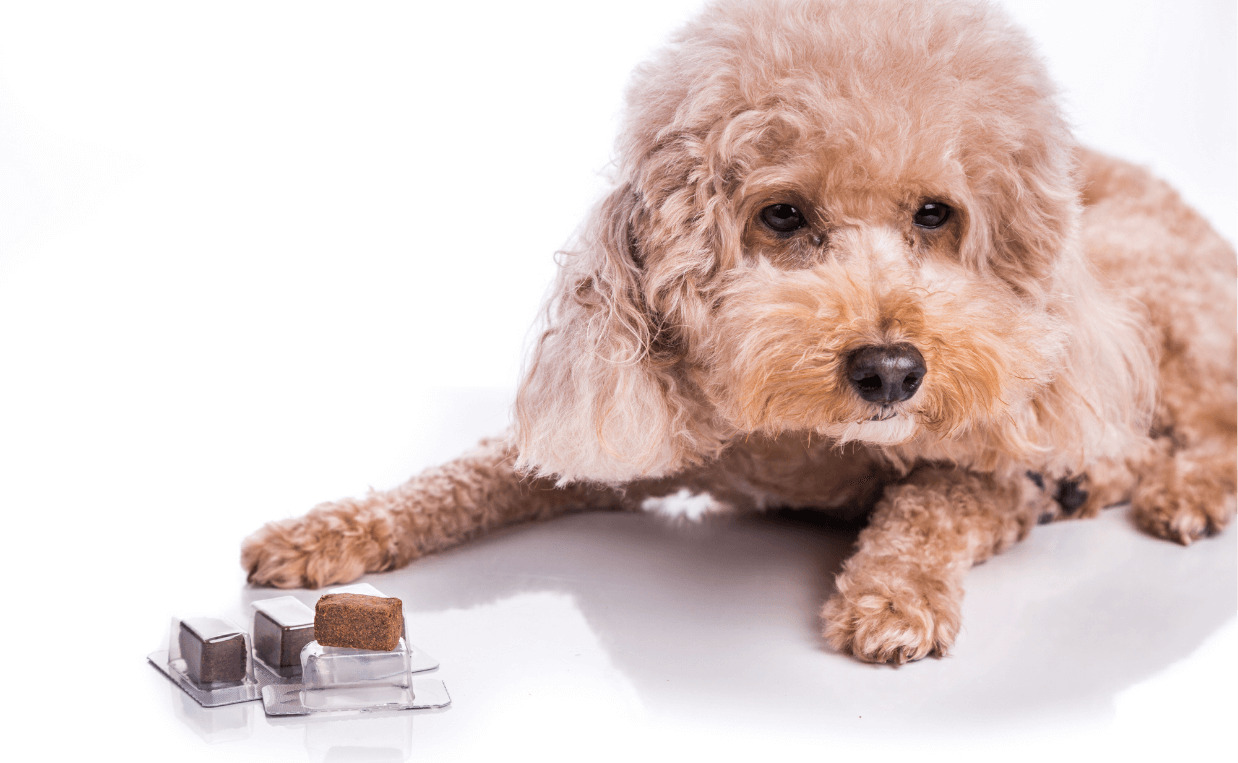 How Important Are Heartworm Meds For Dogs