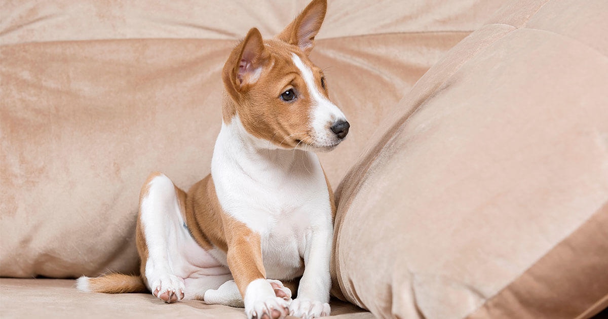 How Is Heartworm In Dogs Spread