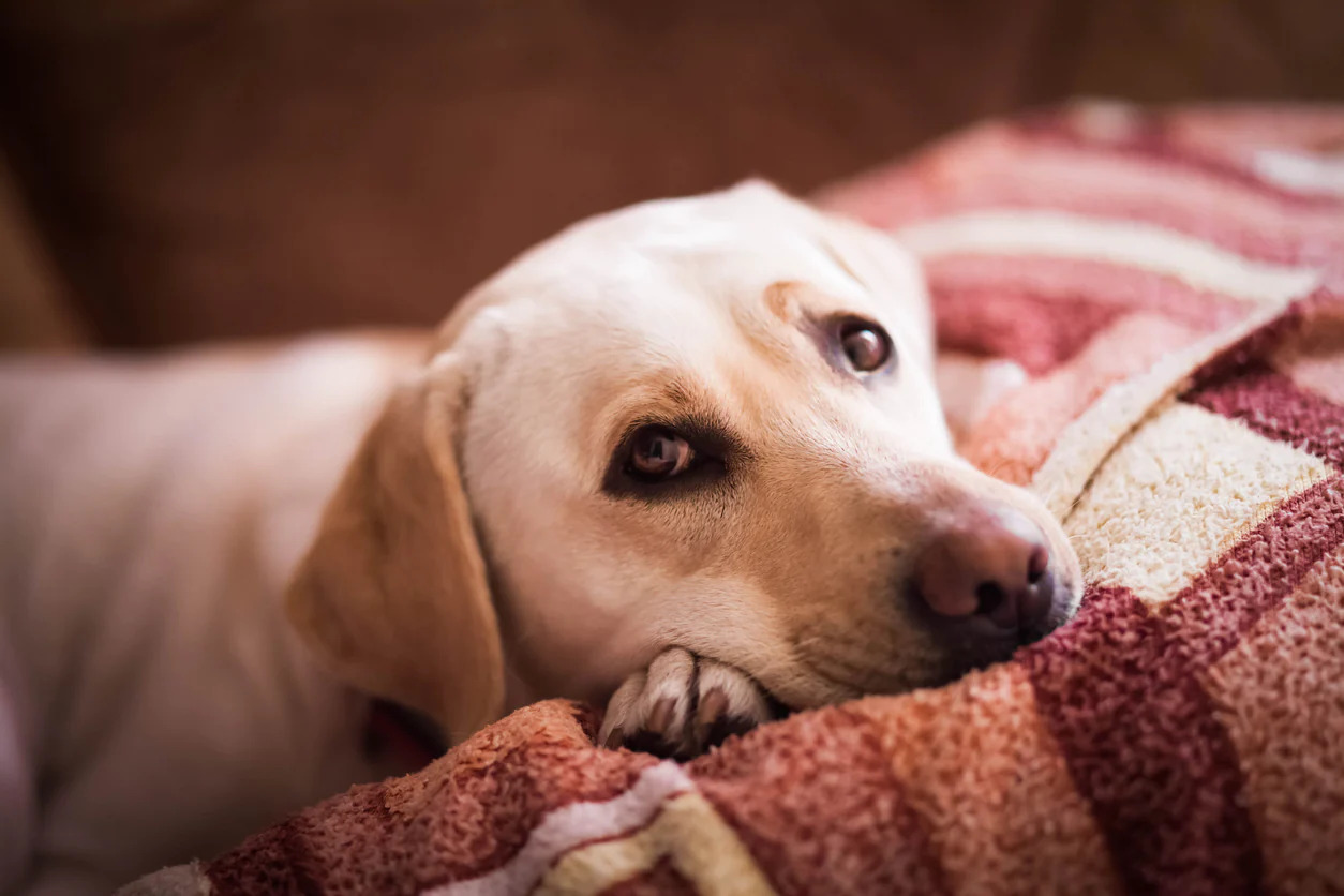 How Long Can A Dog Live With Kidney Cancer