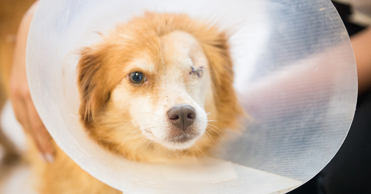 How Long Does Eye Surgery Recovery For Dogs Take