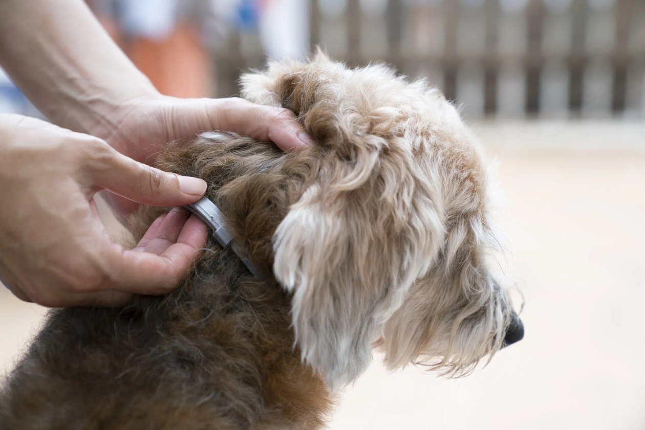How Long Does Seresto Dog Flea And Tick Collar Last