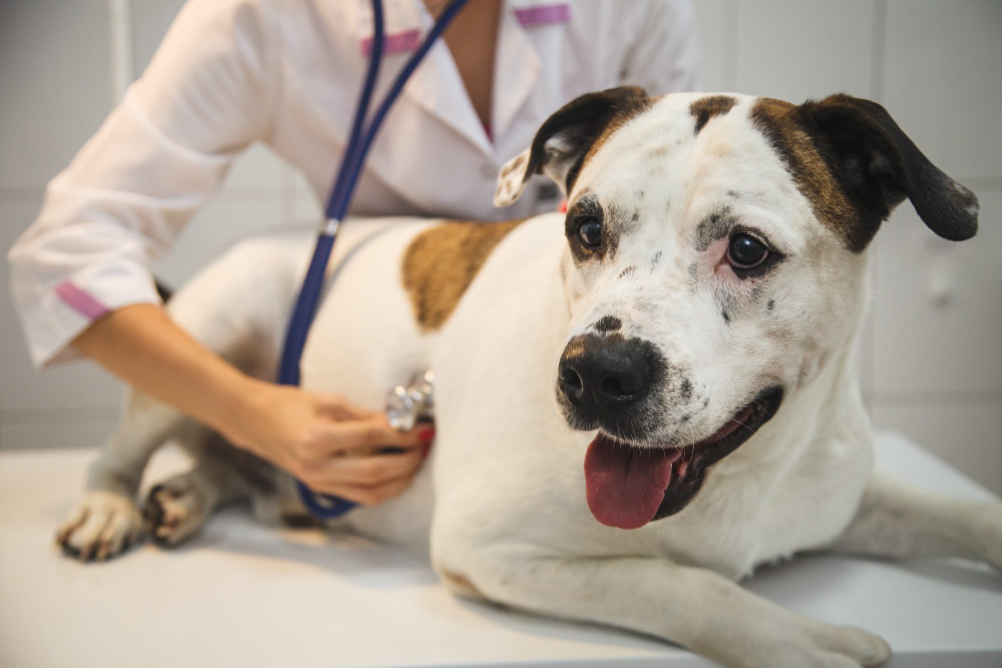 How Long Is Heartworm Treatment For Dogs