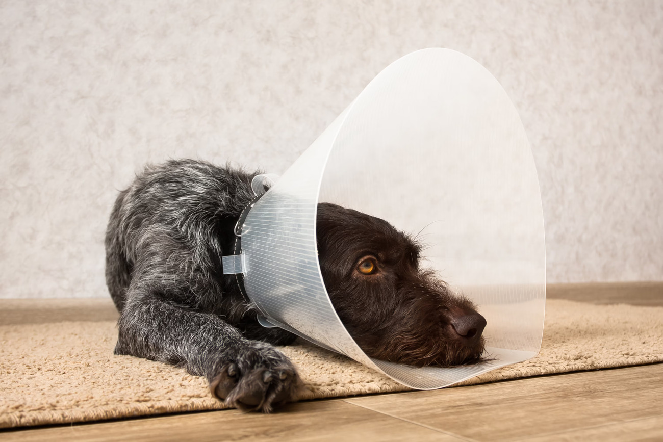 How Long Should A Dog Use A Cone After Eye Surgery