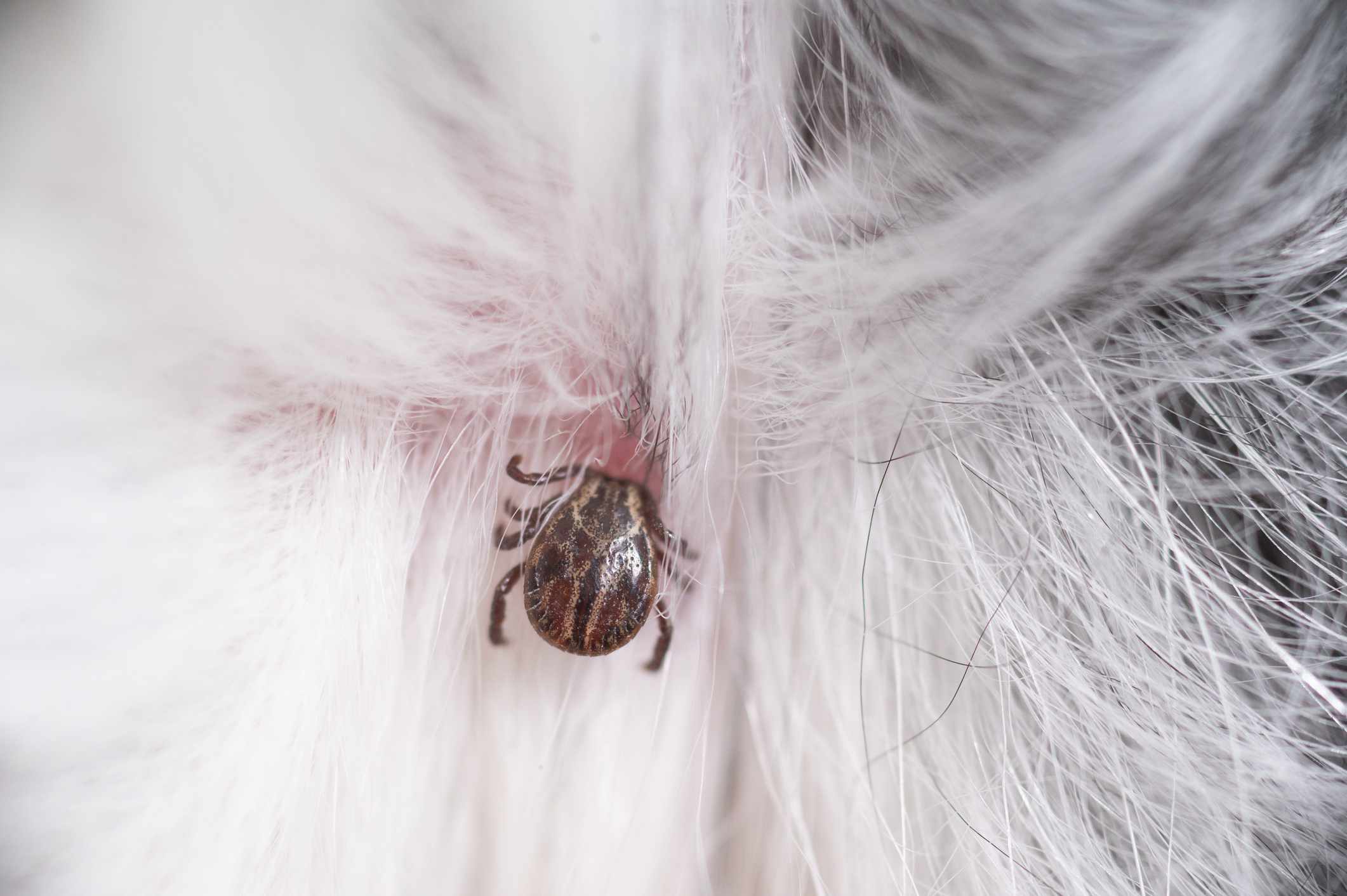 How Long Will A Tick Live On A Dog