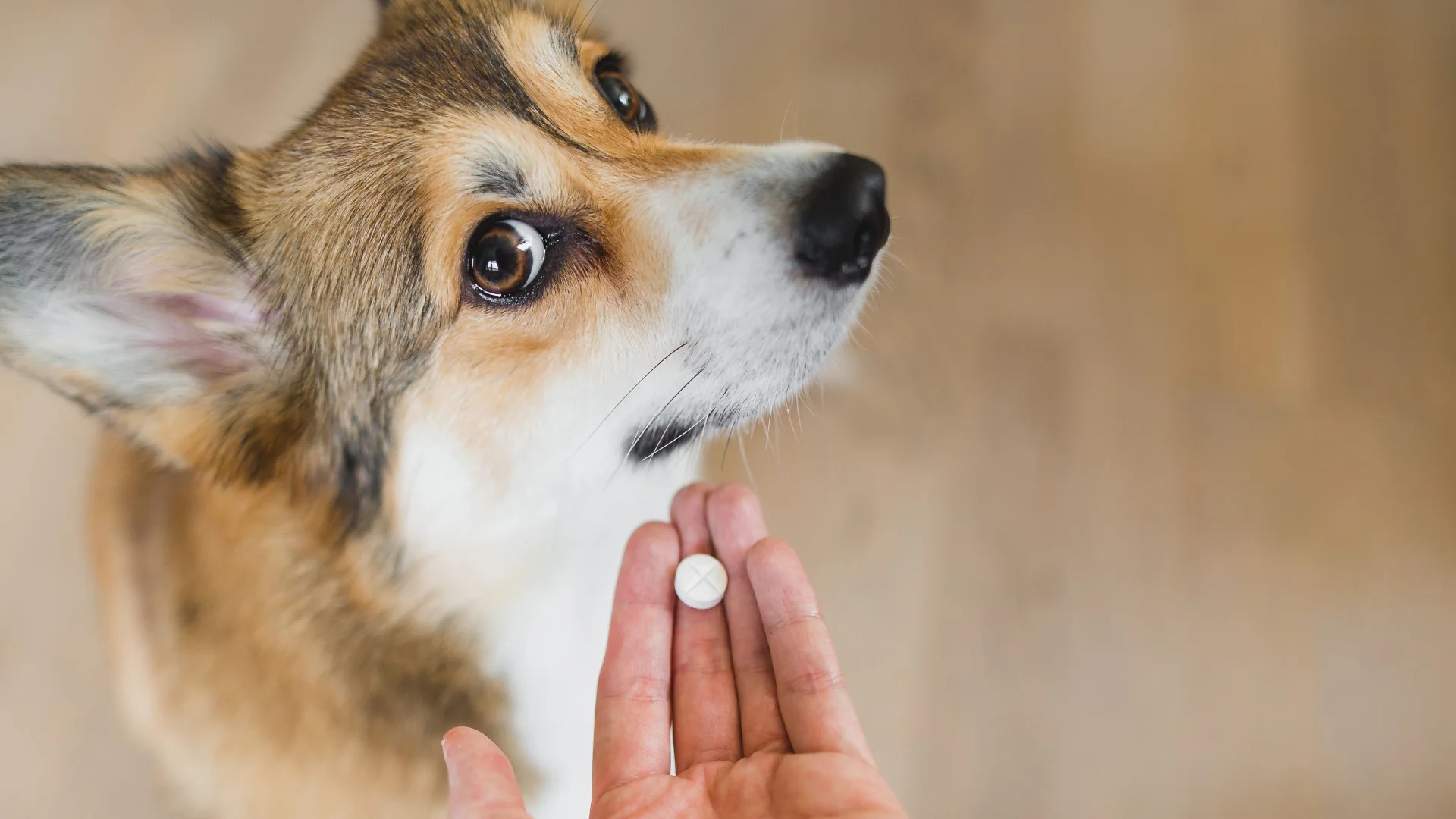 How Many Arthritis Tablets Can I Give My Dog?