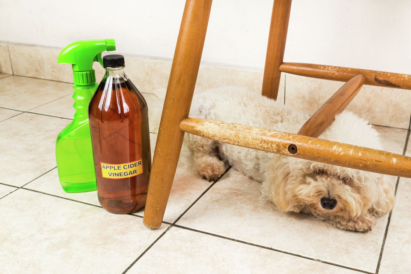 How Much Apple Cider Vinegar Should I Put In My Dog’s Water To Help With Fleas