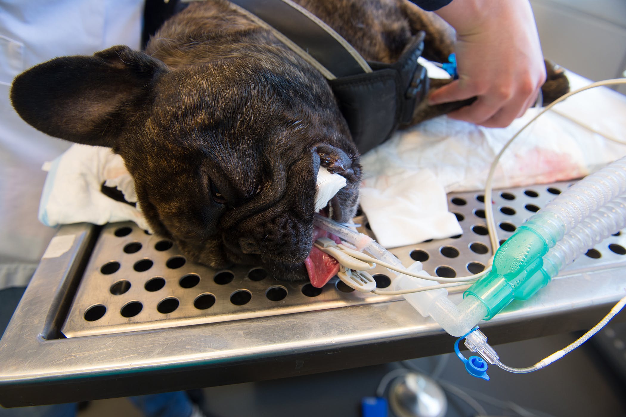 How Much Is Emergency Gastrointestinal Surgery For Dogs?