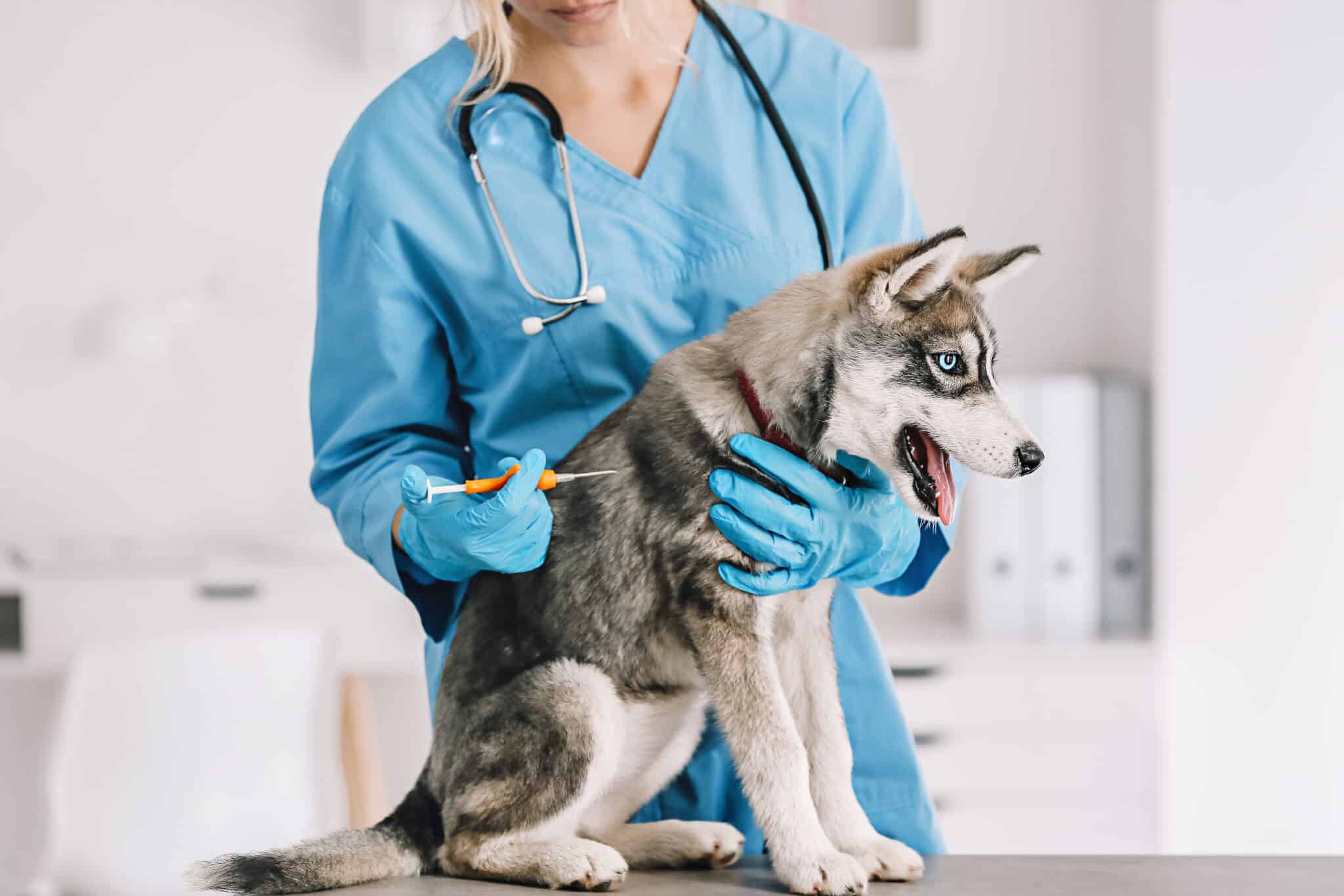 How Much Is The Heartworm Shot For Dogs?