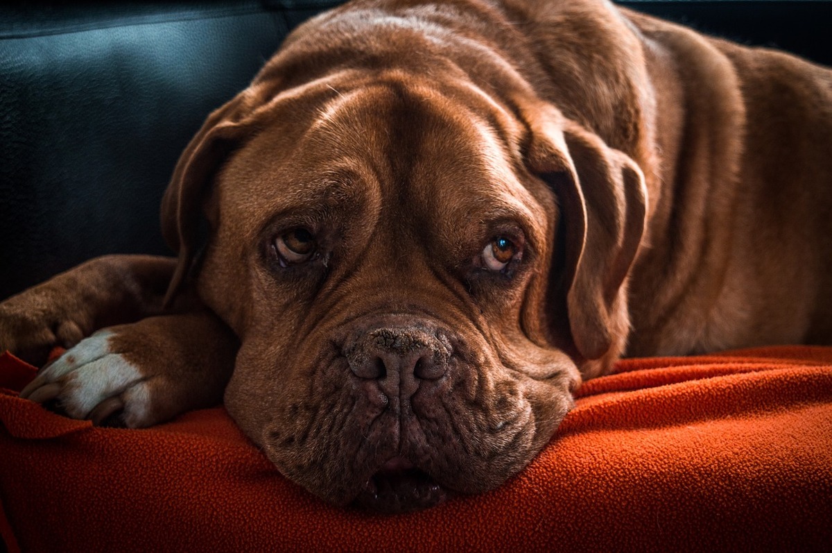 How Much Omega-3 For Dogs With Arthritis