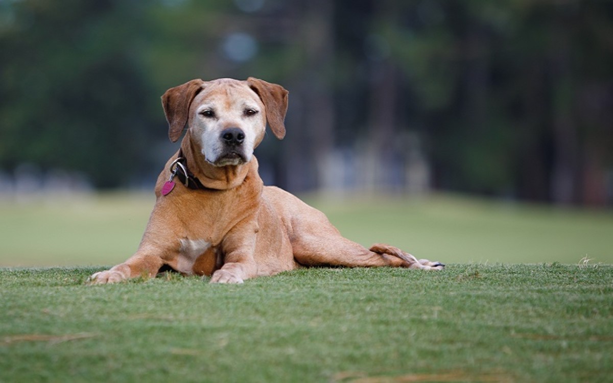 How Much Tramadol For Dog Cancer