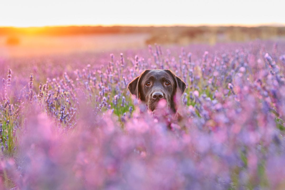 How Often Can I Use Lavender Oil Against Fleas On My Dog