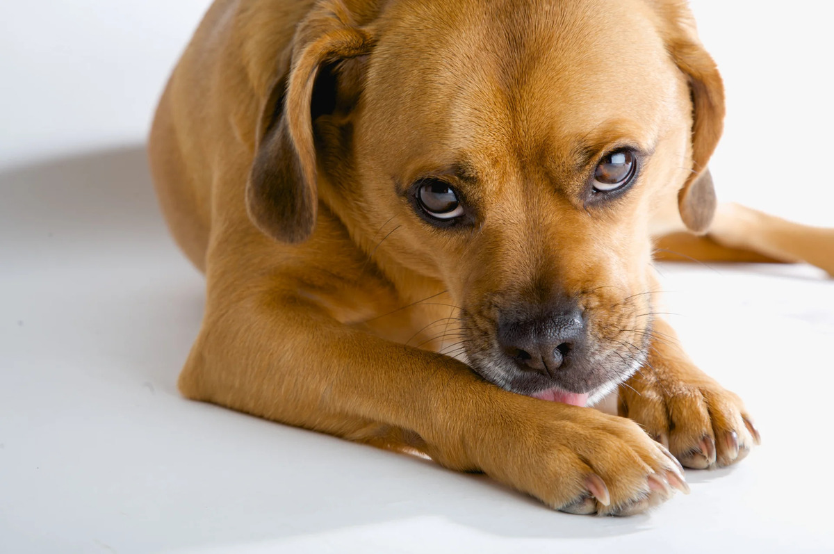 How Often Do You Treat A Dog For Arthritis With Prednisone