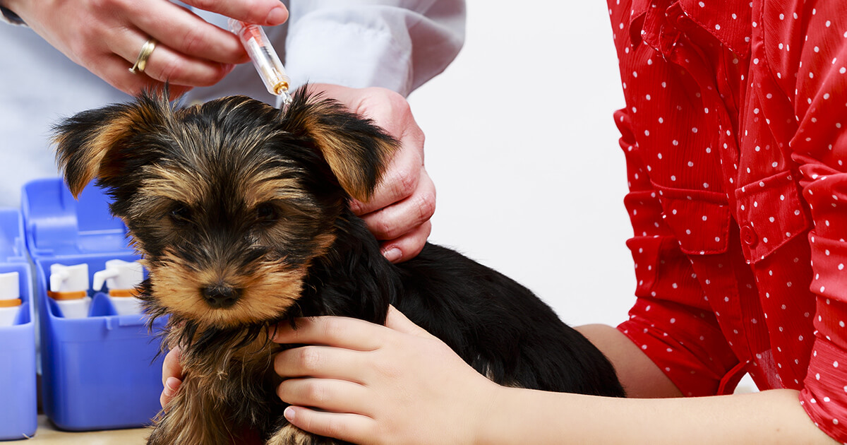 How Often Should Dogs Be Vaccinated For Heartworm?