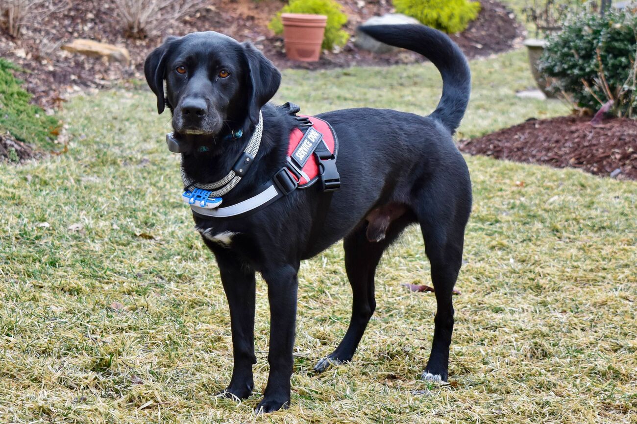 How To Adopt A Seeing Eye Dog That Failed Training