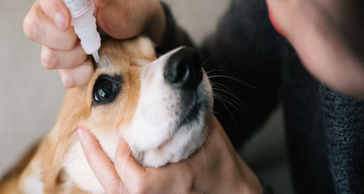 How To Apply Autologous Serum Eye Drops In Dogs