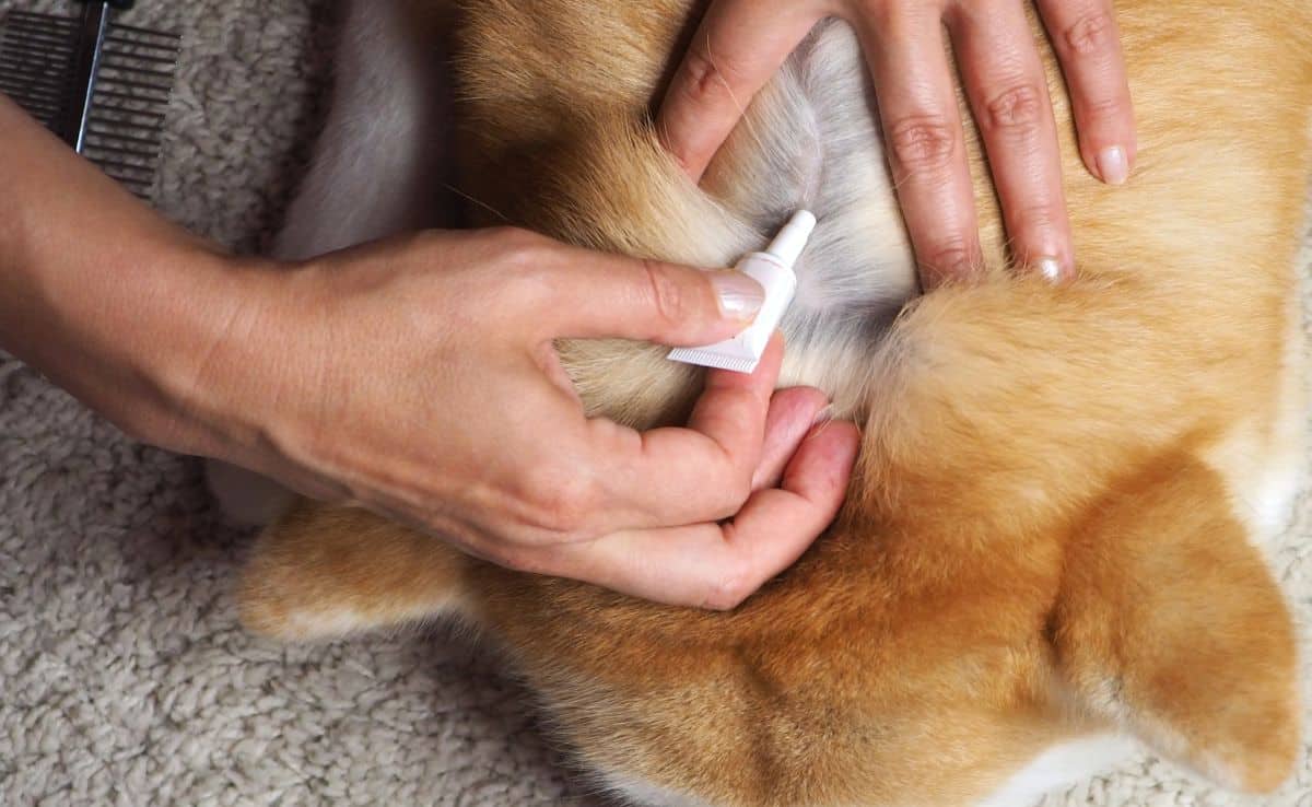 How To Apply Flea And Tick Medicine On Dogs