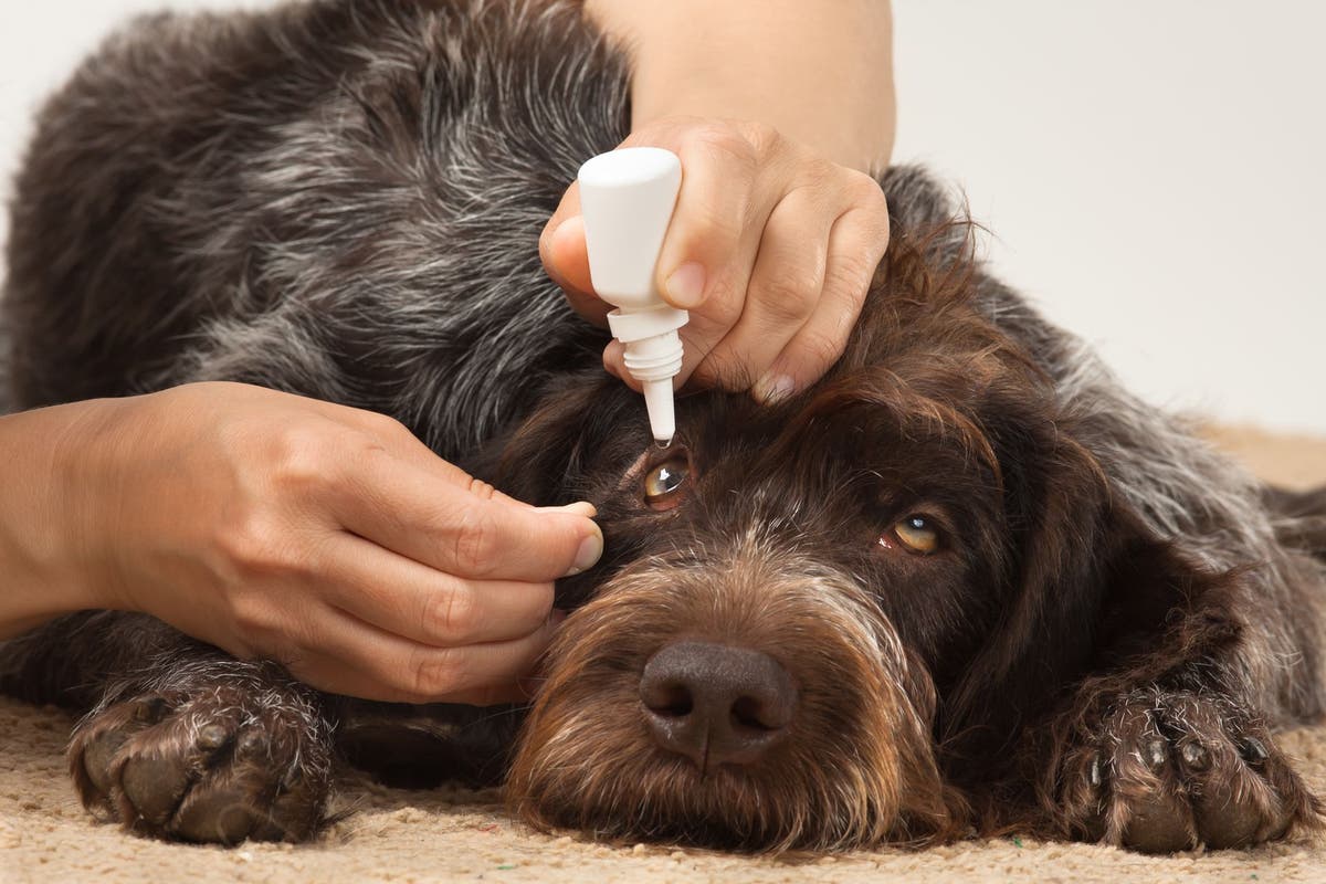 How To Apply Neomycin Eye Ointment To A Dog