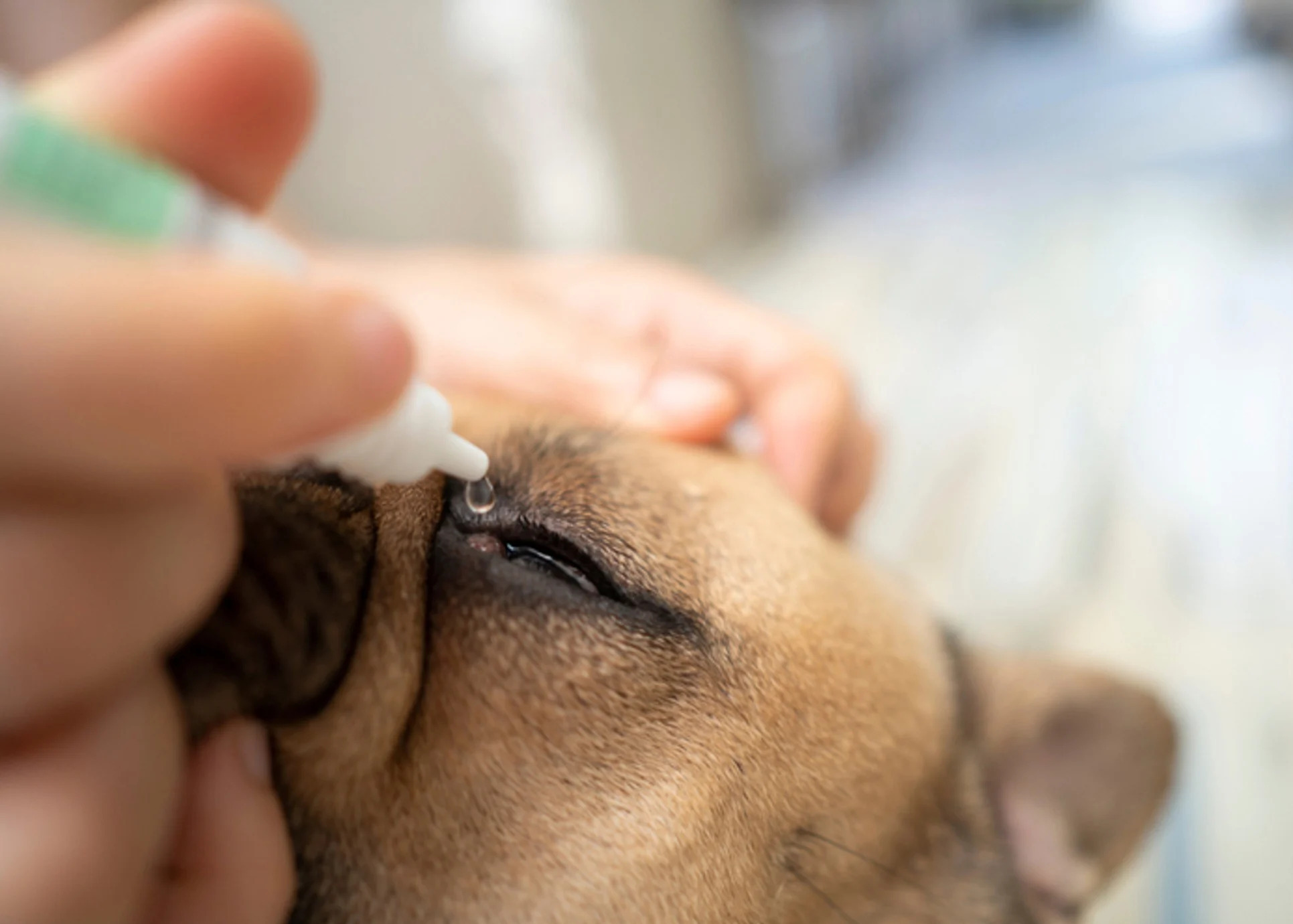 How To Apply Ointment In Dog’s Eye