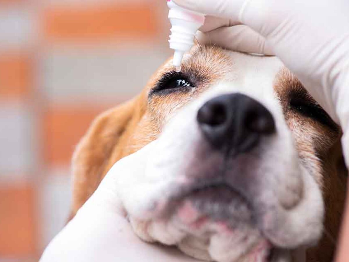 How To Apply Terramycin In Dog's Eye
