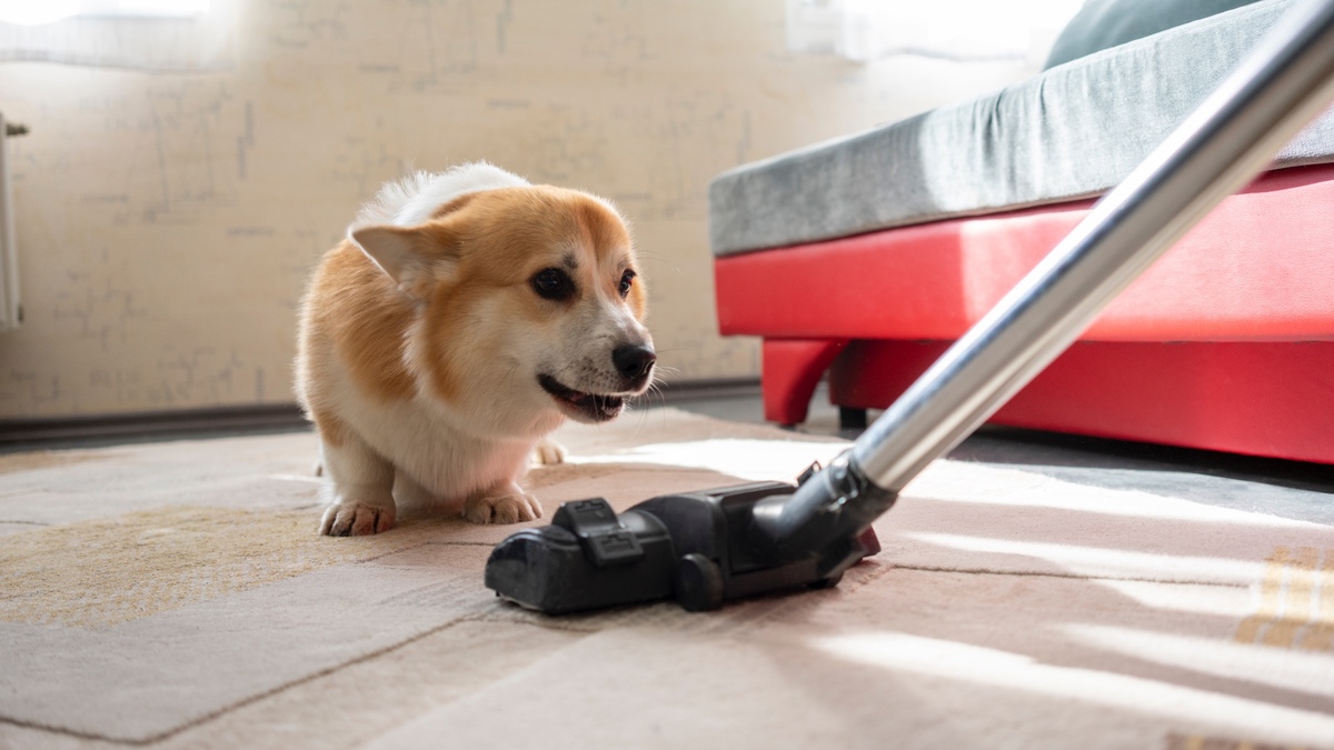 How To Clean Your House After Your Dog Has Fleas