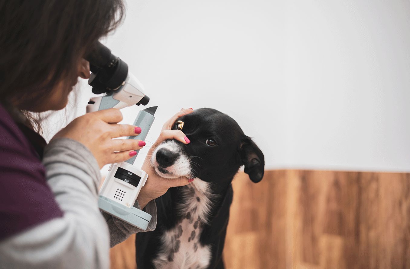 How To Conduct An Eye Exam On A Dog