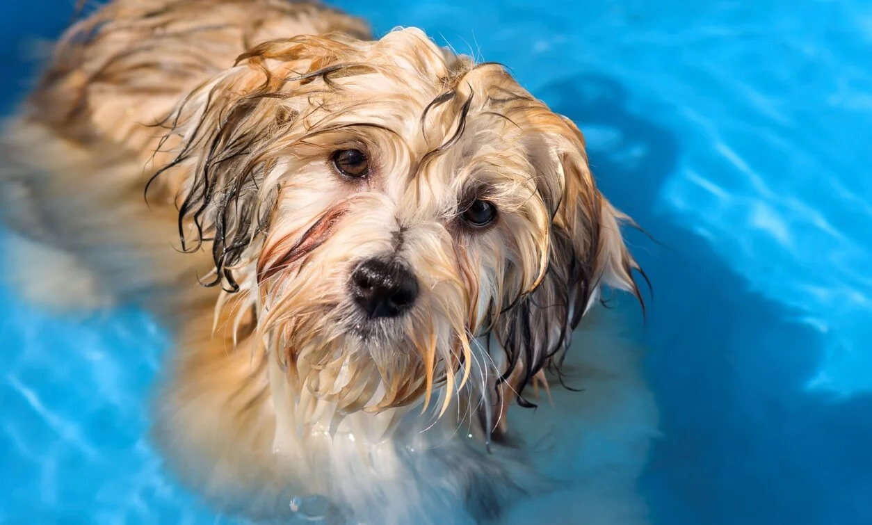 How To Drown Fleas On A Dog