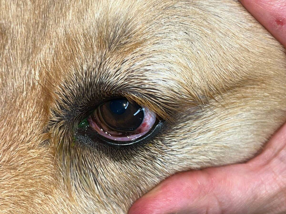 How To Get A Worm Out Of A Dog's Eye